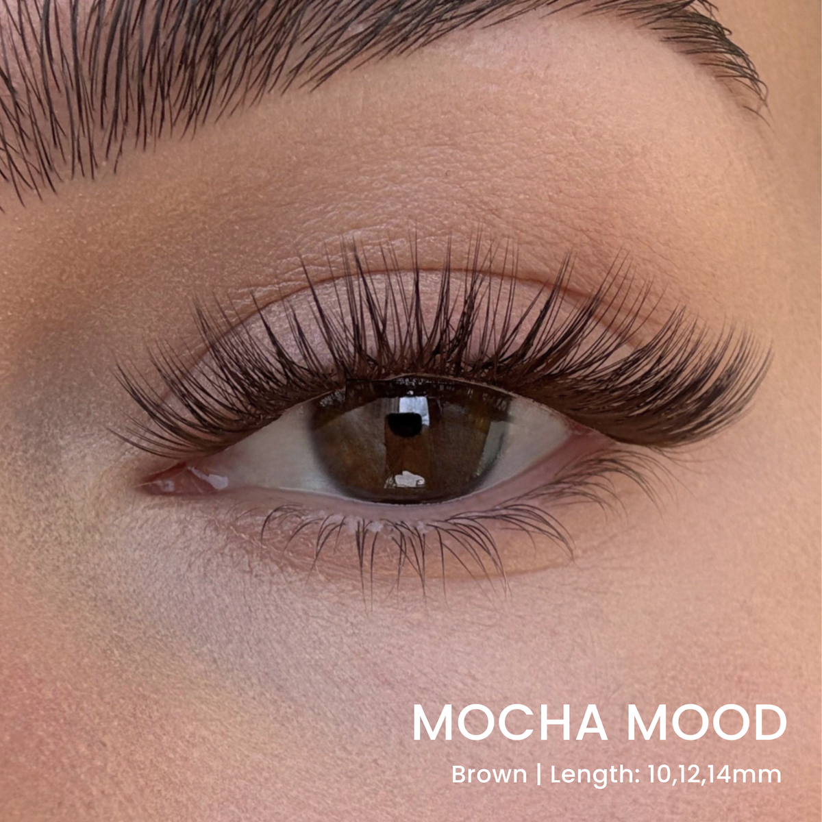 Six Lash Clusters Bundle